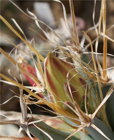 Файл:Leuchtenbergia principis Der.jpg