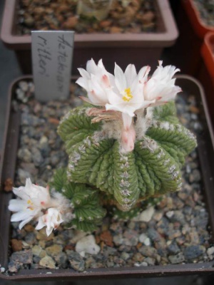 Aztekium ritteri