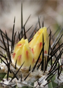 COPIAPOA montana