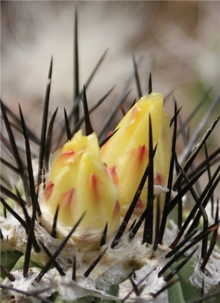 Файл:Copiapoa montana1 Der.jpg