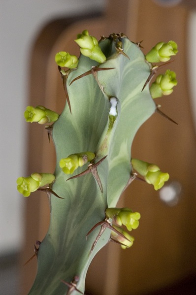 Файл:Euphorbia buruana 1.jpg