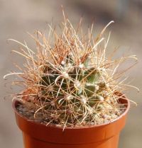 Ancistrocactus brevihamatus Moksa.jpg
