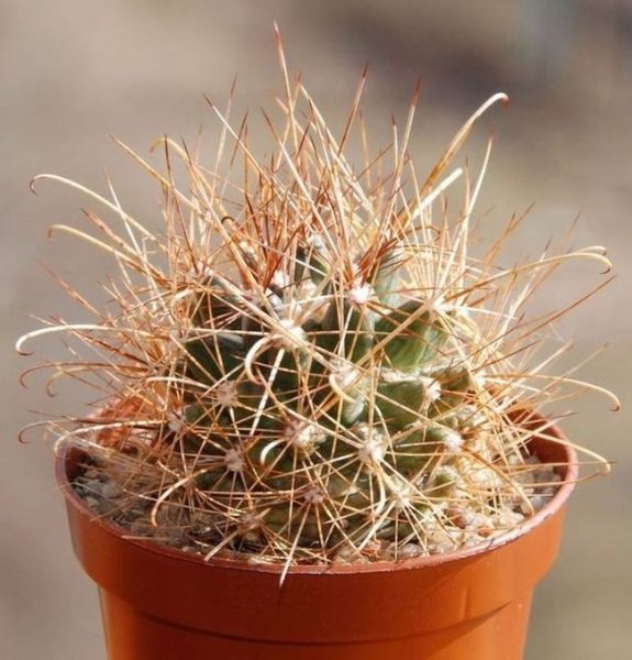 Файл:Ancistrocactus brevihamatus Moksa.jpg
