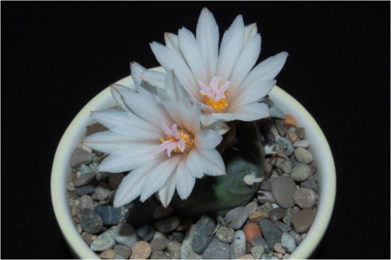 Файл:Turbinicarpus polaskii VitNat.jpg