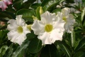 Adenium cv.'White Lotus Star'.jpg