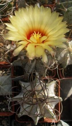 Astrophytum capricorne var. niveum