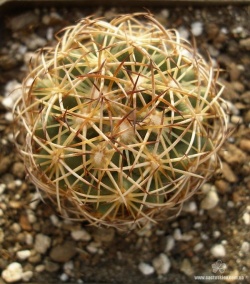 Coryphantha reduncispina PP 696