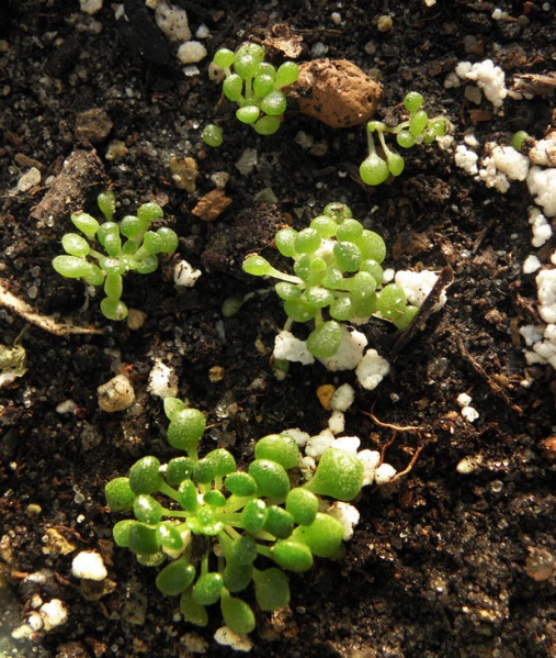 Файл:Monanthes pallens фото Федечка.jpg