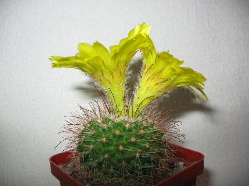 Файл:Parodia aureispina v elegans1.jpg