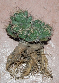 CORYPHANTHA macromeris