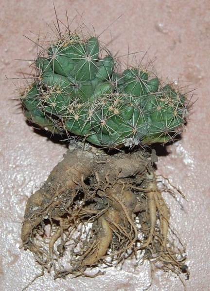 Файл:Lepidocoryphantha macromeris.jpg