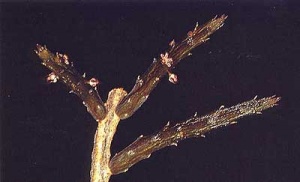 Rhytidocaulon-speckii2.jpg