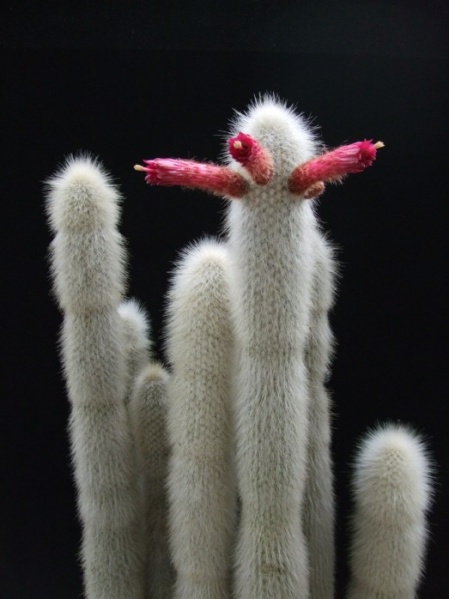 Файл:Cleistocactus strausii d-nv.jpg