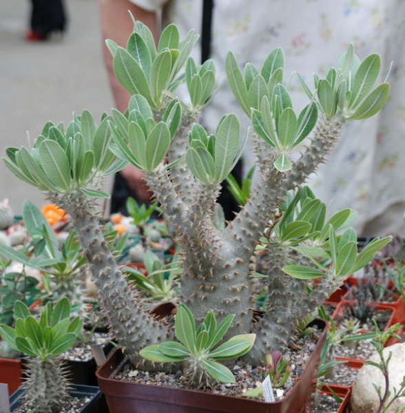 Файл:Pachypodium densiflorum.jpg
