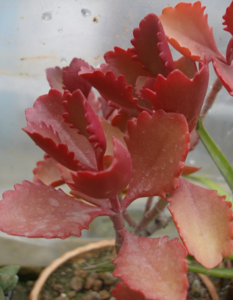 Файл:Kalanchoe sp.jpg