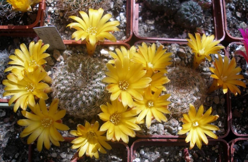 Файл:Sulcorebutia tiraquensis Iv.JPG