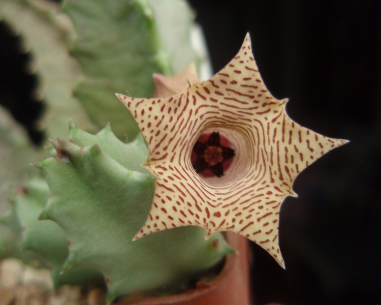 Файл:Huernia thuretii.jpg