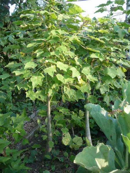 Файл:Uncarina grandidiery Tim.jpg
