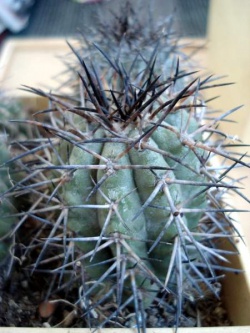 Copiapoa lembckei (calderana)