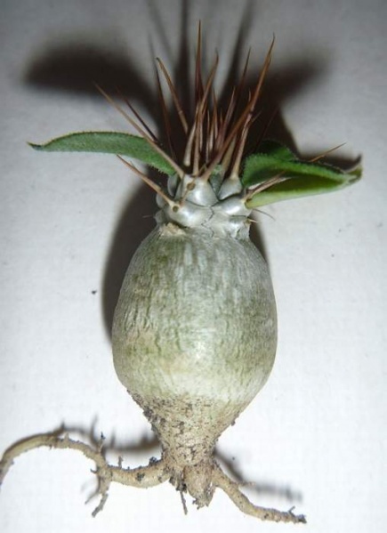Файл:Pachypodium namaquanum Archis.jpg