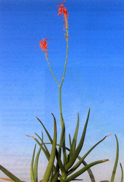 Файл:Aloe albostriata.jpg