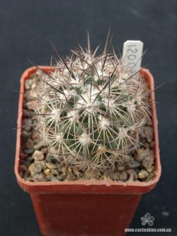 Coryphantha pseudoechinus SB 576