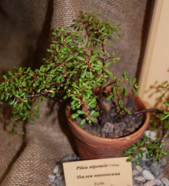 Файл:Pilea nipensis.jpg
