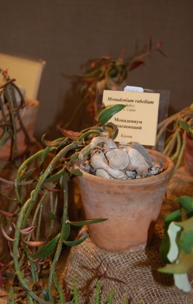 Файл:Monadenium rubellum.jpg