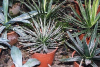 Agaves.jpg