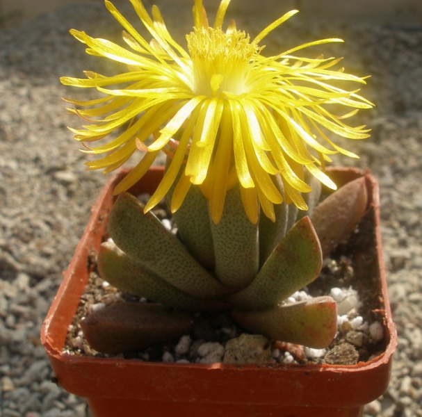 Файл:Nananthus orpenii.jpg