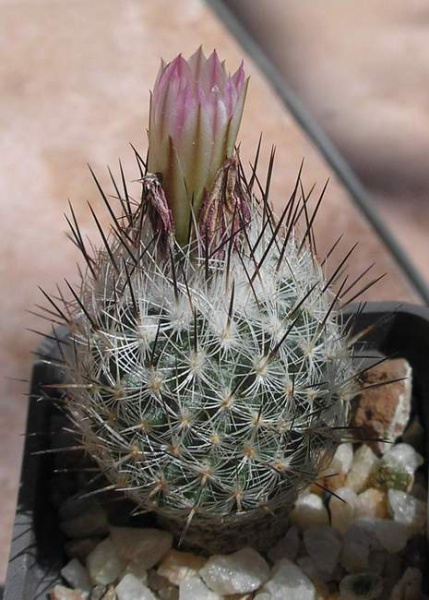 Файл:Turbinicarpus zaragosae Ru.jpg