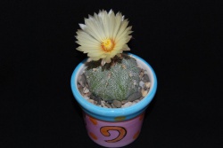 Astrophytum Х CoAs