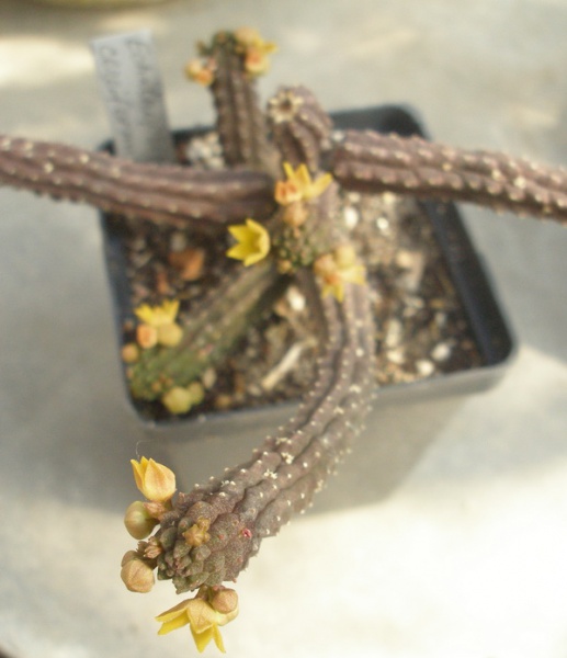 Файл:Echidnopsis cereiformis.jpg