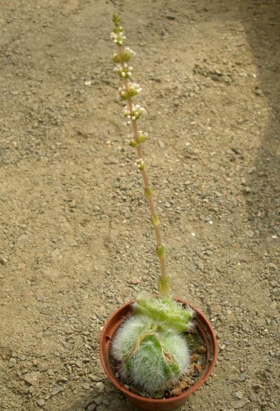 Файл:Crassula barbata Iv.jpg