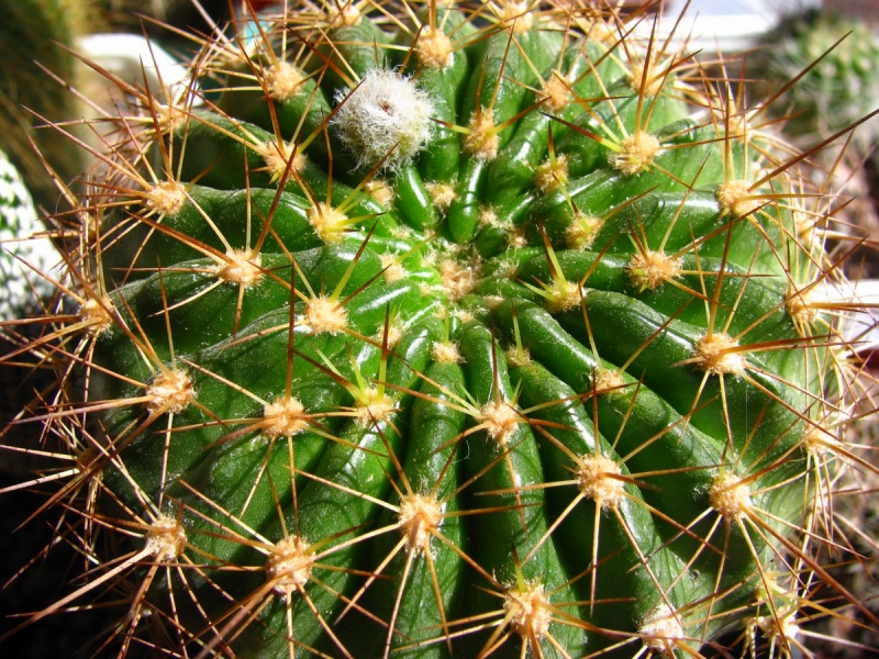 Файл:Echinopsis mamillosa var. kermesina.jpg