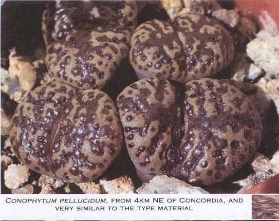 CONOPHYTUM PELLUCIDUM 1 CONOPHYTUM