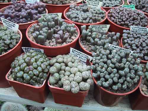 CONOPHYTUM CONOPHYTUM