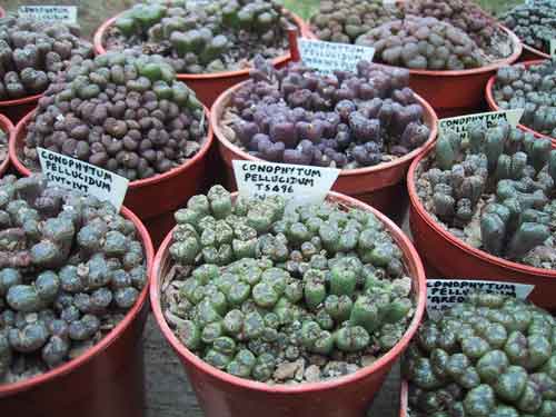 CONOPHYTUM CONOPHYTUM