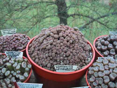 CONOPHYTUM PELLUCIDUM 4 CONOPHYTUM