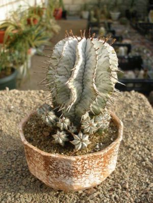 МЛЕЧНИКИ В СРЕДЕ СУККУЛЕНТОВ. РОД EUPHORBIA