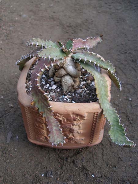 МЛЕЧНИКИ В СРЕДЕ СУККУЛЕНТОВ. РОД EUPHORBIA 2 Euphorbia persistens