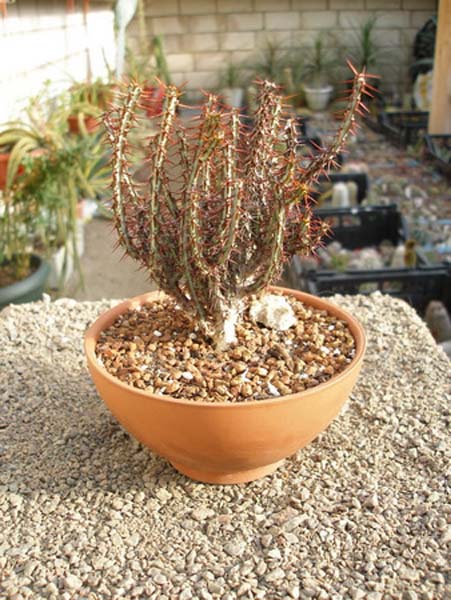 МЛЕЧНИКИ В СРЕДЕ СУККУЛЕНТОВ. РОД EUPHORBIA 3 Euphorbia