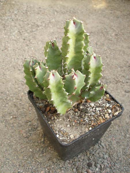 МЛЕЧНИКИ В СРЕДЕ СУККУЛЕНТОВ. РОД EUPHORBIA 4 МЛЕЧНИКИ В СРЕДЕ СУККУЛЕНТОВ. РОД EUPHORBIA | 1