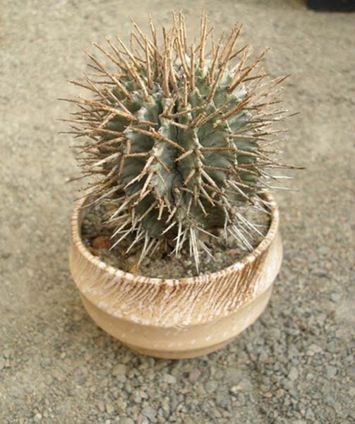 МЛЕЧНИКИ В СРЕДЕ СУККУЛЕНТОВ. РОД EUPHORBIA 5 Euphorbia