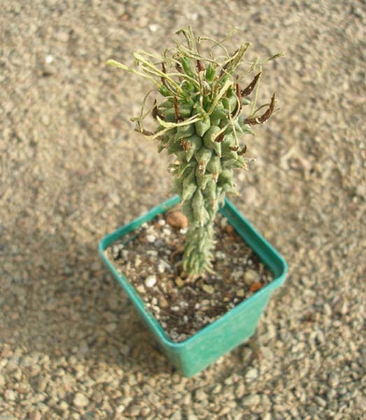 МЛЕЧНИКИ В СРЕДЕ СУККУЛЕНТОВ. РОД EUPHORBIA 6 Euphorbia
