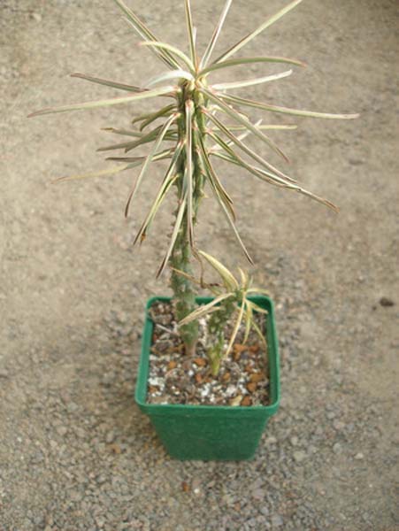 МЛЕЧНИКИ В СРЕДЕ СУККУЛЕНТОВ. РОД EUPHORBIA 8 Euphorbia