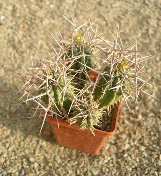 МЛЕЧНИКИ В СРЕДЕ СУККУЛЕНТОВ. РОД EUPHORBIA 9 Euphorbia