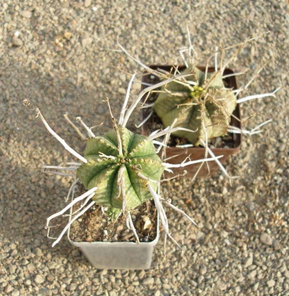 МЛЕЧНИКИ В СРЕДЕ СУККУЛЕНТОВ. РОД EUPHORBIA 10 Euphorbia