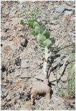 Изображение растения Euphorbia blepharophylla.