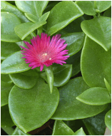 File:Aptenia cordifolia flower leaves-optimized.jpg